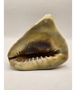 Conch Sheashell-6.5&quot; Length and 6&quot; Height - $35.51 CAD