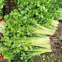Chinese Light Green Celery Seeds 500 Seeds  - $9.89