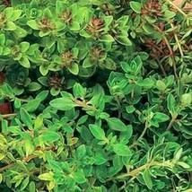 Thyme Thymus Vulgaris 200 Seed Fresh Garden - $6.58