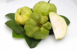 VP Indonesian Seedless Guava for Garden Planting USA 50+ Seeds - $8.22