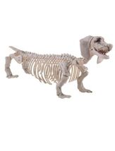 Dachshund Skeleton 56cm - $40.15