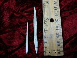 (f352-33) small 1-1/2&quot; Stingray Ray barbs modern Himantura chaophraya ba... - €12,77 EUR