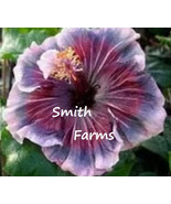 PPA 25+ Seeds Red White Blue Hibiscus Flowers - $6.83
