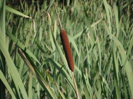 Live Plant Typha latifolia Broadleaf Cattail Pond Plant Bareroot  - £23.29 GBP