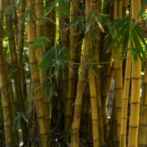 Dendrocalamus latiflorus Tawian Giant Bamboo - 30 Seeds - £6.35 GBP