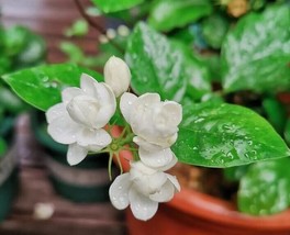 Jasmine Fragrant Flower Seeds 16 Seeds Potted - £10.56 GBP