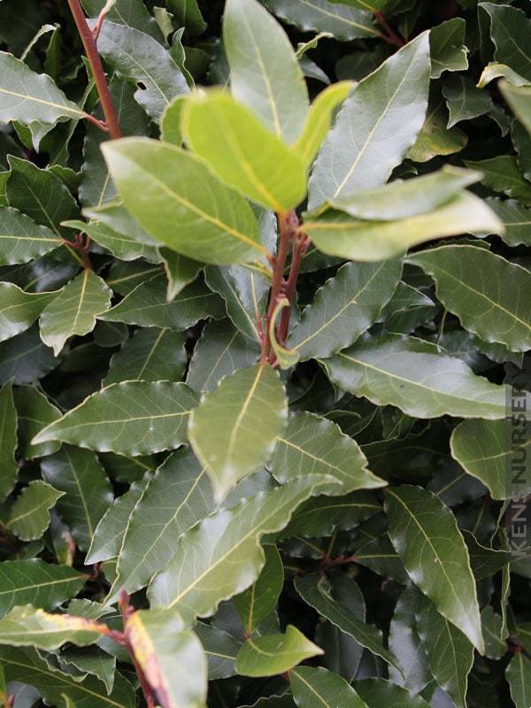 Laurus nobilis**Bay Leaf Tree**Bay Laurel**Sweet Bay*ROOTED SMALL STARTE... - $17.99