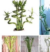 50 Pcs Bag Exotic Bamboo Lucky Tree Moso Bambu Plant for Home Garden Dec... - $87.31 MXN