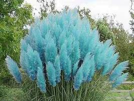 Purple Pampas Grass, 500 Seeds - £10.77 GBP