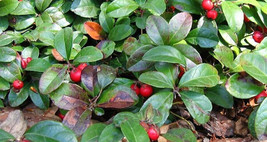 Item image 1 image 1