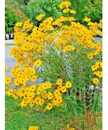 100 Swamp Sunflower Seeds Perennial Native Wildflower Poor Soils Heat Co... - $11.98