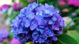 75 Seeds Packet Hydrangea Seeds - Fragrant Style 3 - £9.42 GBP