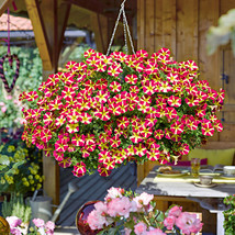 Best SELLER USA 200Pcs Petunia Amore Queen Of Hearts Seeds - £7.16 GBP