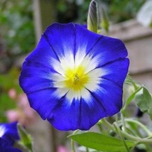 25 Dwarf Royal Ensign Morning Glory Flower Seeds Annual Flower Seeds Fresh Seeds - £4.46 GBP