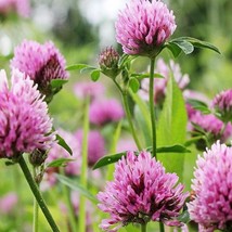 Red Clover 200 Seeds Medium Red Clover Pink Blossom Nitrogen Flowers Wildflower  - £8.20 GBP