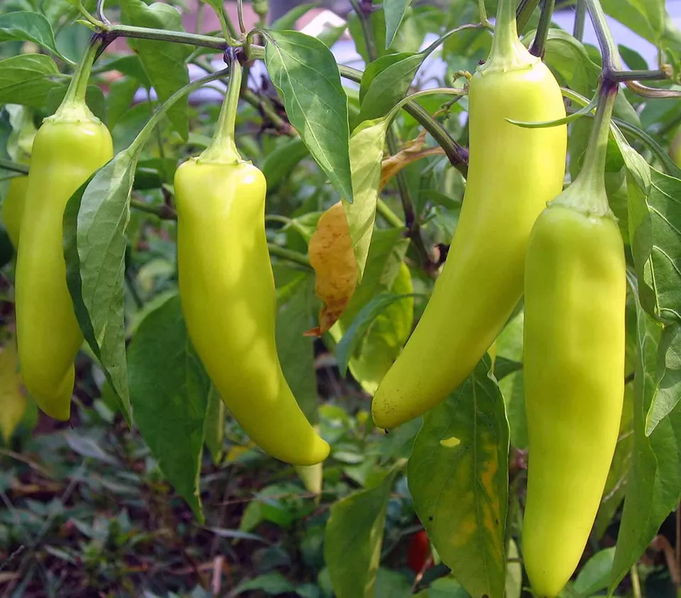 KS Sweet Banana Pepper Capsicum annuum Organic Non Gmo Planting 50 Seeds  - £7.47 GBP