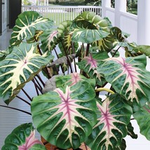 15 Seeds Colocasia Royal Hawaiian Flowers Fresh Seeds - $10.00