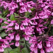 FREE SHIPPING 50 Pink Salvia Seeds Flower Seed Perennial Flowers Hummingbird - £13.27 GBP