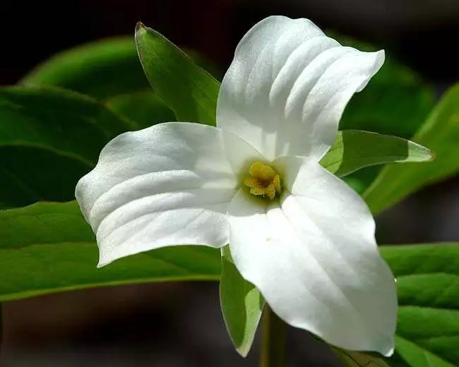 10 White Trillium Bulbs Bare Root Wood Lily Wild Flower Trillium graniflorium - £47.16 GBP