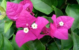 Bougainvillea rooted MIAMI PINK Starter Plant - £21.75 GBP