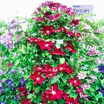 New Fresh Climbing Clematis Seed Flowers Clematis Vine Seed Perennial Flower See - $10.18