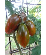 Audrey&#39;s Love - beautifully-striped sauce tomato on a compact plant - $110.69 MXN