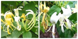 USA SELLER 4 Live Plants Hall&#39;s Honeysuckle Vines White Yellow Japanese ... - $54.93