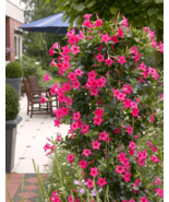 New Fresh Mandevilla Seeds Potted Balcony Planting Flowers Beautiful Flower - $113.85 MXN