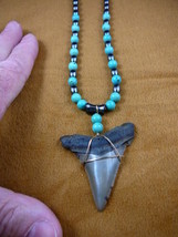 (sr256-4) 2-3/8&quot; Fossil ANGUSTIDENS SHARK TOOTH turquoise hematite necklace - £96.30 GBP