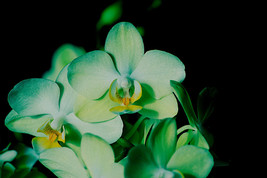 100 Seeds Phalaenopsis Orchid Flower T7 - $6.19