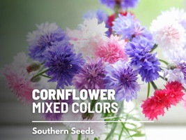 100 seeds Cornflower Mix Bachelor&#39;s Button Easy Planting Seeds  - £7.09 GBP