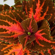 Coleus Seeds Rainbow Festive Dance 50 Pelleted Seeds Fresh Garden - £12.56 GBP