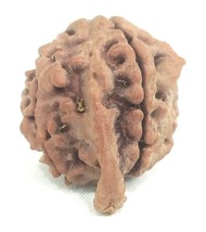 Ganesha Rudraksha / Collector Size Ganesh Rudraksh - Nepal - IGL Certified - $89.09