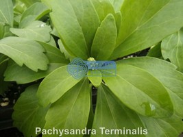 VP Pachysandra Terminalis - 50 Plants - Japanese Spurge - Carpet Box - Live Plan - £20.16 GBP