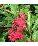 Jatropha Integerrima (Peregrina) Cuttings, spicy Jatropha, or fire-cracker - $39.99