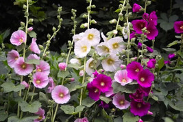 Indian Spring Heirloom Hollyhock Flower 50 Seeds US Seller - £6.28 GBP