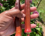 500 Red Burgundy Okra Seeds Non Gmo Heirloom Fresh Fast Shipping - $29.96