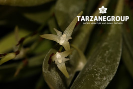 PLEUROTHALLIS LINEARIFOLIA SMALL ORCHID MOUNTED - $51.60 CAD