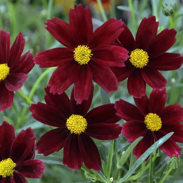 Sun Coreopsis Red Elf Potted Plant --- Visit Our Ebay Store For 100&#39;S Pl... - £21.81 GBP