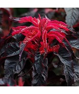 Amaranthus Molten Fire 100 Flower Seeds - $7.98