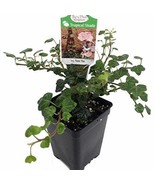 Peter Pan English Ivy 2.5 inch Pot Terrarium Fairy Garden House Plant - $19.98