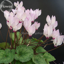 Cyclamen Persicum Wild Species Pale Pink White Magenta Nose Flower 5 Seeds Good  - $9.97