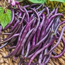 Purple Queen Bush Beans Open Pollinated Vegetable Best Tasting Fresh Garden Seed - $15.42