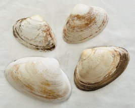 Lot 4 Large Clam Shells Nautical Seashells Beach Wedding Decor Crafts Aq... - $16.44