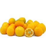 Fukushu Kumquat, 1-2 feet tall, grafted, No Ship Ca, Az, Fl, La, Tx, Hi, Ak - $238.63 CAD