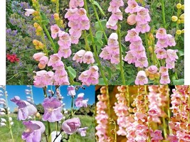 300 Seeds Palmer&#39;s Penstemon Native Wildflower Drought Heat Cold Container Easy - £13.10 GBP