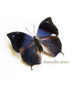 Leafwing Anaea Memphis Arachne Real Butterfly Framed Entomology Shadowbox - $1,039.09 MXN