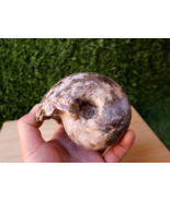 3.3 inch Ammonite Nice Fagesia Ammonite Fossil Moroccan fossils N162 - $1,020.22 MXN