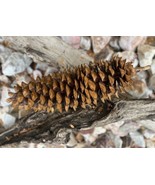 XXL 18/19” Sugar Pine Cone Northern California Fresh RARE Statement Cone AB - $40.74 CAD