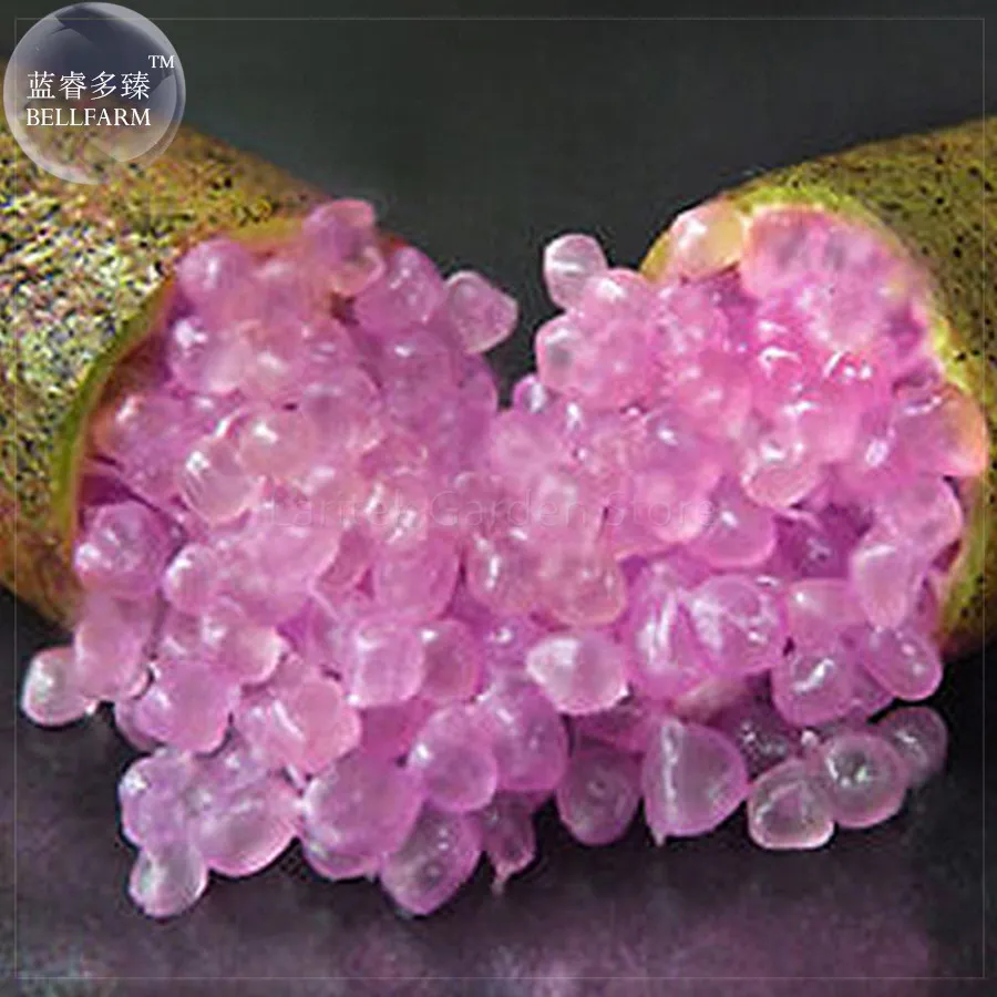 mported Rose Pink Bliss Finger Lime Plant Seeds, 10 seeds - $4.98